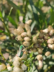 Callistochlora chloris