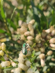 Callistochlora chloris