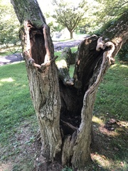 Phellodendron lavallei