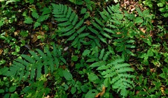 Dryopteris goldieana