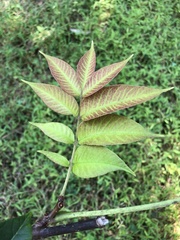 Phellodendron lavallei