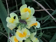 Melitaea