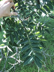 Phellodendron lavallei