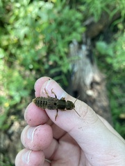 Platydracus maculosus