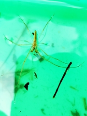 Tetragnatha