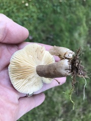 Lactarius lignyotus
