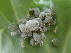Brevicoryne brassicae