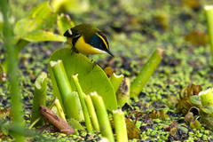 Tachuris rubrigastra