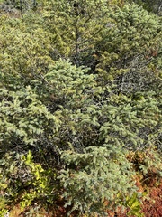 Picea mariana