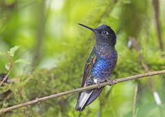 Boissonneaua jardini