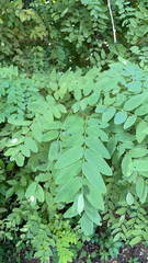 Robinia pseudoacacia