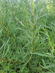 Salix interior