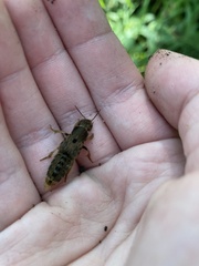 Platydracus maculosus