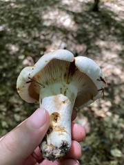 Lactifluus deceptivus