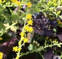 Lucilia coeruleiviridis