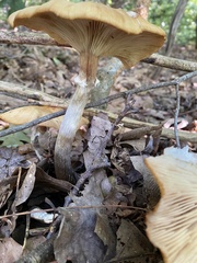 Armillaria