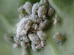 Brevicoryne brassicae