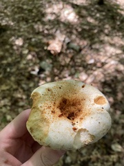 Lactifluus deceptivus