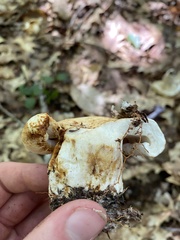 Lactifluus deceptivus