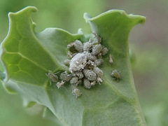 Brevicoryne brassicae