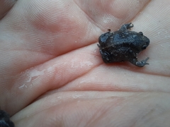 Rhinophrynus dorsalis