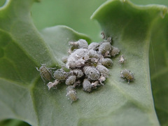 Brevicoryne brassicae