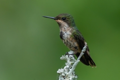 Lophornis chalybeus