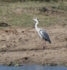 Ardea cinerea cinerea