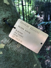 Zelkova sinica