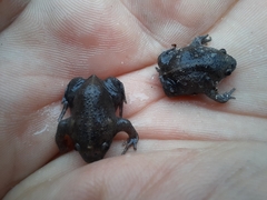 Rhinophrynus dorsalis