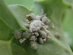 Brevicoryne brassicae