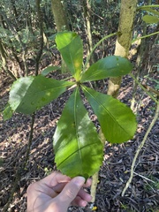 Pseudopanax lessonii