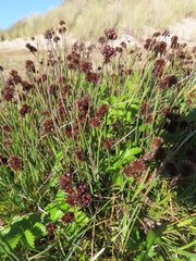 Juncus ensifolius