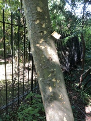 Zelkova sinica