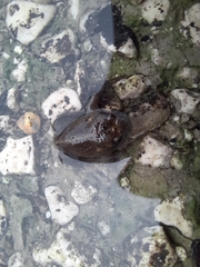 Rhinophrynus dorsalis