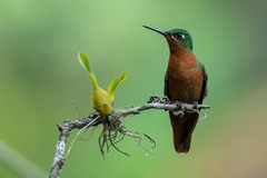 Heliodoxa rubricauda