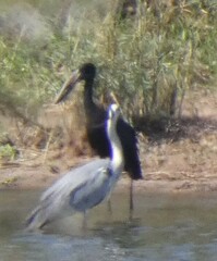 Anastomus lamelligerus