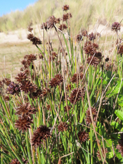 Juncus ensifolius