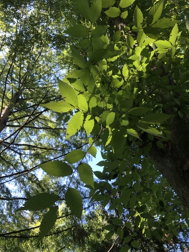 Chinese Zelkova (Zelkova sinica)