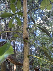 Pseudopanax lessonii