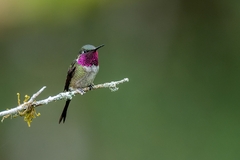 Calliphlox amethystina