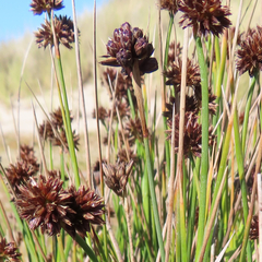 Juncus ensifolius
