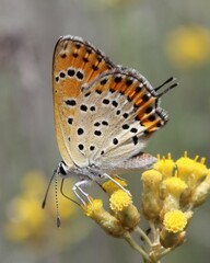 Lycaena thersamon
