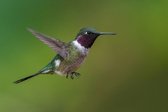 Calliphlox amethystina