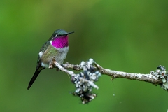 Calliphlox amethystina