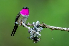 Calliphlox amethystina