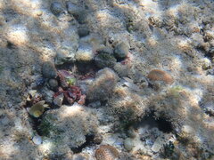 Octopus insularis