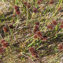 Juncus ensifolius