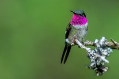 Calliphlox amethystina