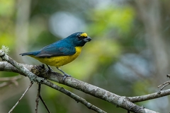 Euphonia chalybea